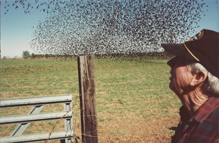 Johnny Fortune watching a flock of black birds