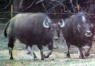 Two water buffalo on The Lost 40 Ranch in 1990