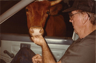 Johnny Fortune feeding a steer from his truck